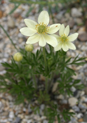 IMG_0307_eAnemone_spec_Monte_Baldo.JPG