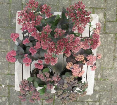Potpourri_Gartenpur.jpg