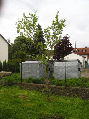 Zwetschge.jpg