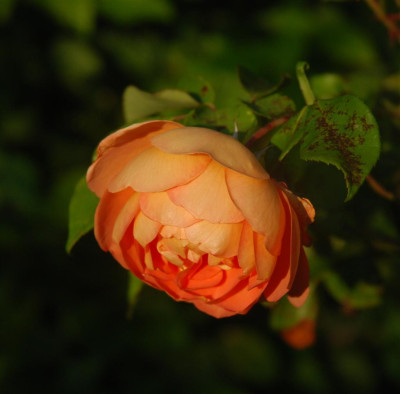 B8127a_Large.jpg