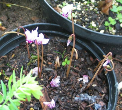 Cyclamen-knorbs.jpg