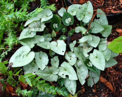 Cyclamen.Knorbs-ax.jpg