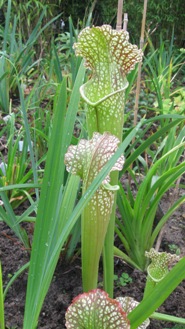 GARTEN_004.jpg