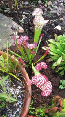 GARTEN_005.jpg