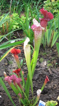 GARTEN_003.jpg