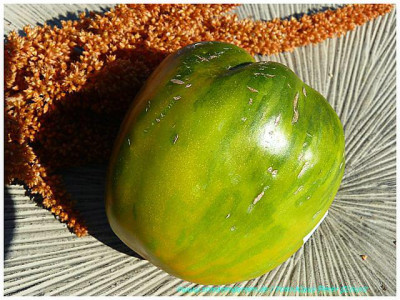 Green_Bell_Pepper_2011.jpg