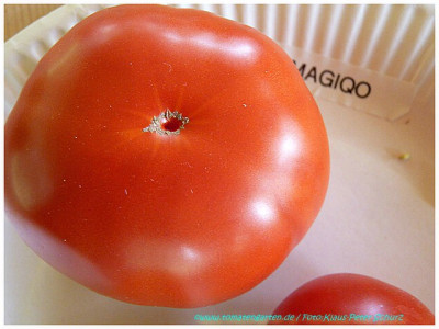 Magiqo_2011_01.jpg