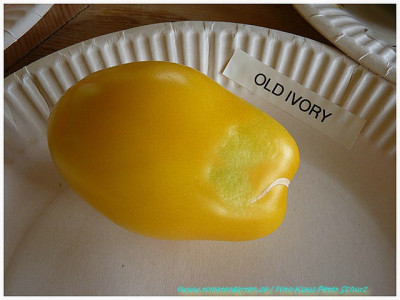 Old_Ivory_Egg_2011.jpg