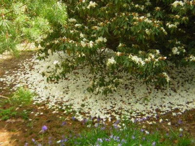 77Rhodo_morii.jpg