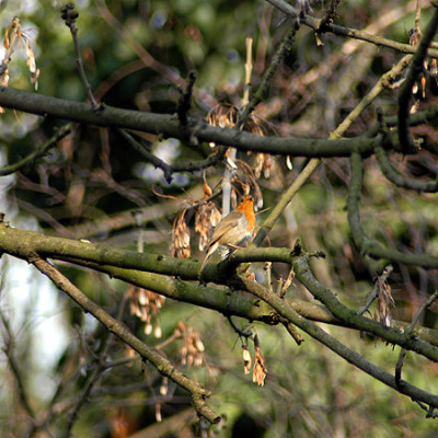 rotkehlchen_040323_002.jpg