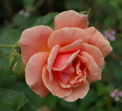 Royal_Sunset_011__85984.jpg