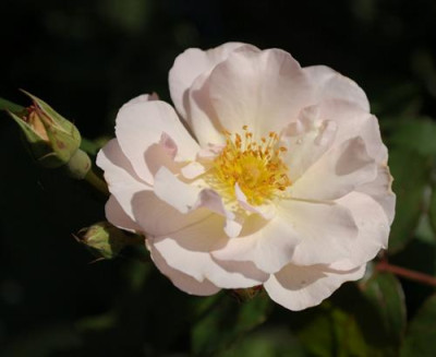 Penelope_0011__85939.jpg