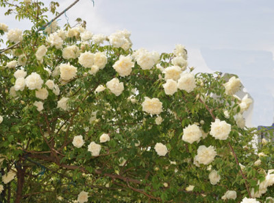 Parks_Yellow_Tea-Scented_China_0011__3126.jpg