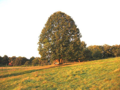 Esskastanie.jpg