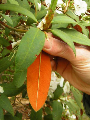 77Rhodo_ochraceum_L.jpg