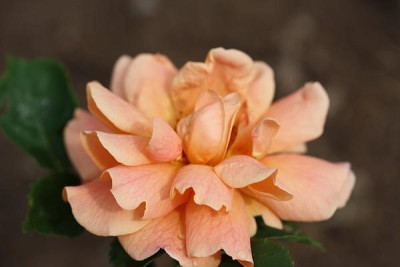 erzgebirgsrose.jpg