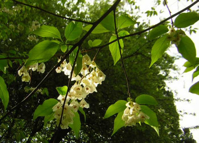 77Halesia_carolina.jpg