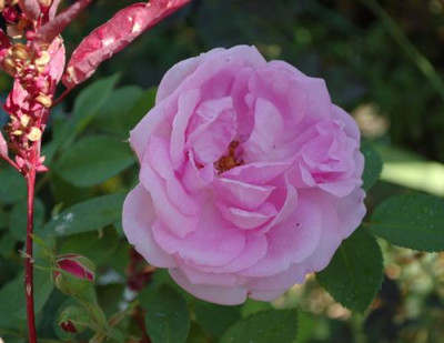 Indische_Oelrose_0011__85922.jpg