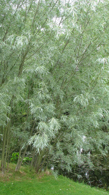Salix_exigua_kl.jpg
