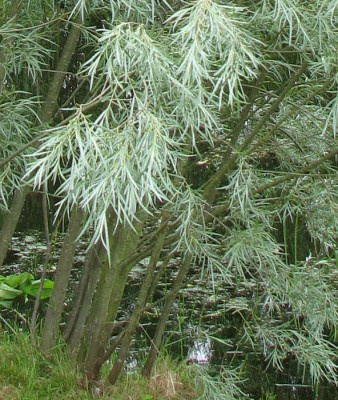 Salix_exigua_auss.jpg