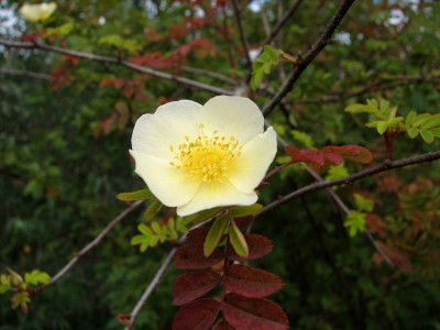 Rosa_cantabrigiensis_Herbst_2011.JPG
