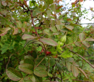 cantabrigiensis_Knospe_Herbst_2011.JPG