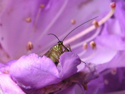 Rhodo-Mai-7.jpg