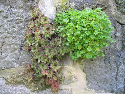 Sempervivum_mit_Campanula_cochleariifolia_Hortu.jpg