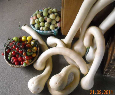 09_21_reiche_ernte.jpg