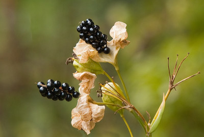 Samenstand_Leppardenblume.jpg