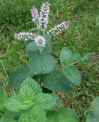 Mentha_villosa.jpg