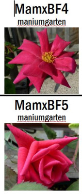 MamxBF4und6.jpg
