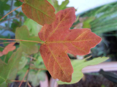 sept_2011_044.JPG