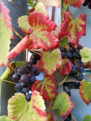 sept_2011_034.JPG