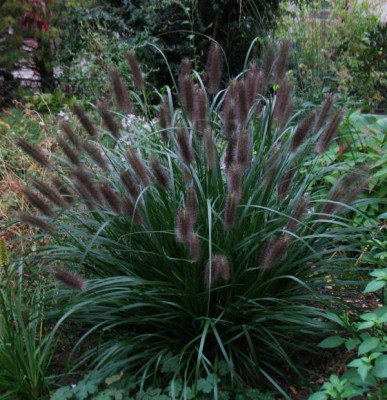 Pennisetum_alopecuroides_virescens.jpg