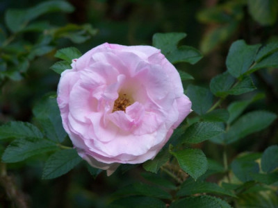 Sept_2011_Ritausma_Rose.jpg