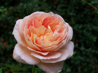 Sept_2011_Abraham_Darby_Rose.jpg