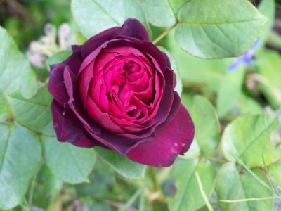 Sept_2011_Astrid_Rose.jpg
