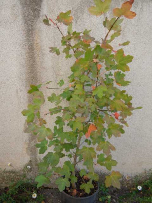 acer_monspessulanum_001.JPG
