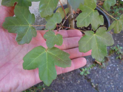 acer_monspessulanum_003.JPG