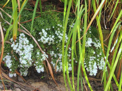 Aster_ericoides_Snow_Flurry.JPG