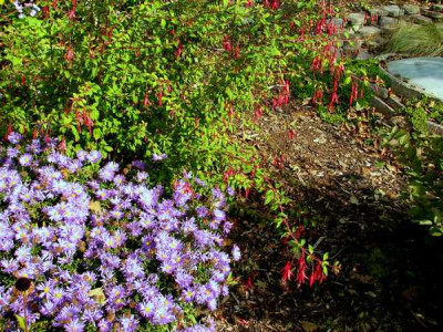 Aster_und_Fuchsia_magellanica.JPG