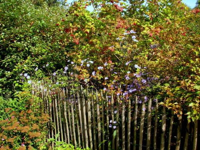 Aster_laevis.JPG
