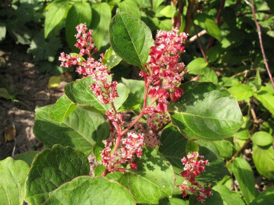 Polygonum_camapanulatum_Gartenpur.jpg