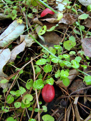 procumbens-Fruchte.JPG