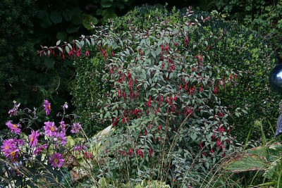 Fuchsie_winterhart2411.jpg
