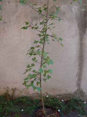 acer_monspess_nr2_001.JPG