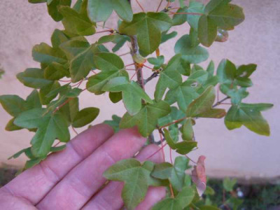 acer_monspess_nr2_002.JPG