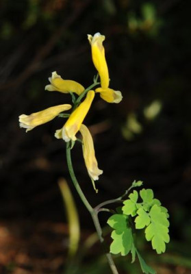c_heterocarpa1.jpg
