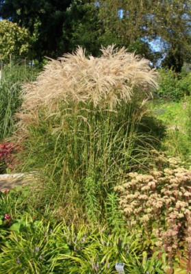 Miscanthus_sinensis_Kaskade_Foerstergarten_Bornim.jpg